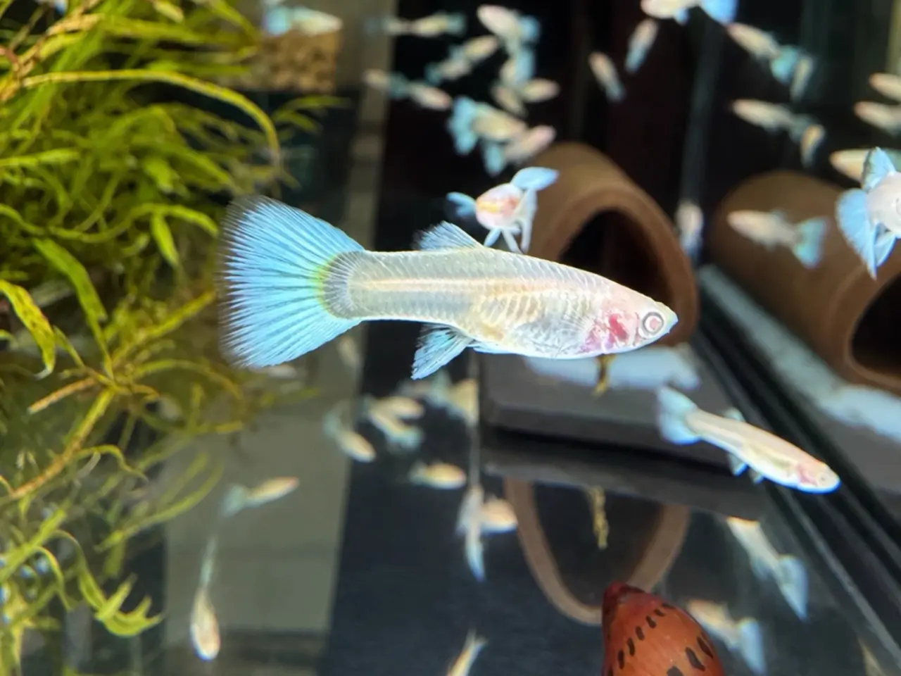 Billede 4 - Albino full platinum guppy