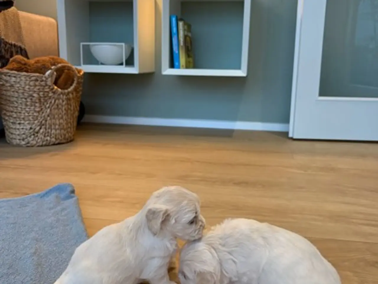 Billede 6 - Maltipoo Hvalpe