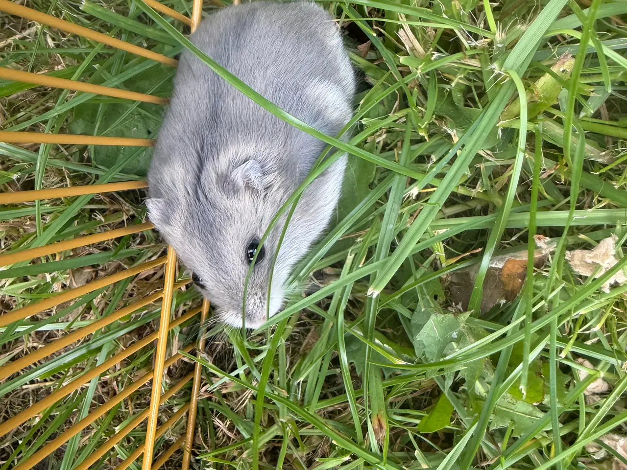 Billede 1 - Hamster 4 uger sælges