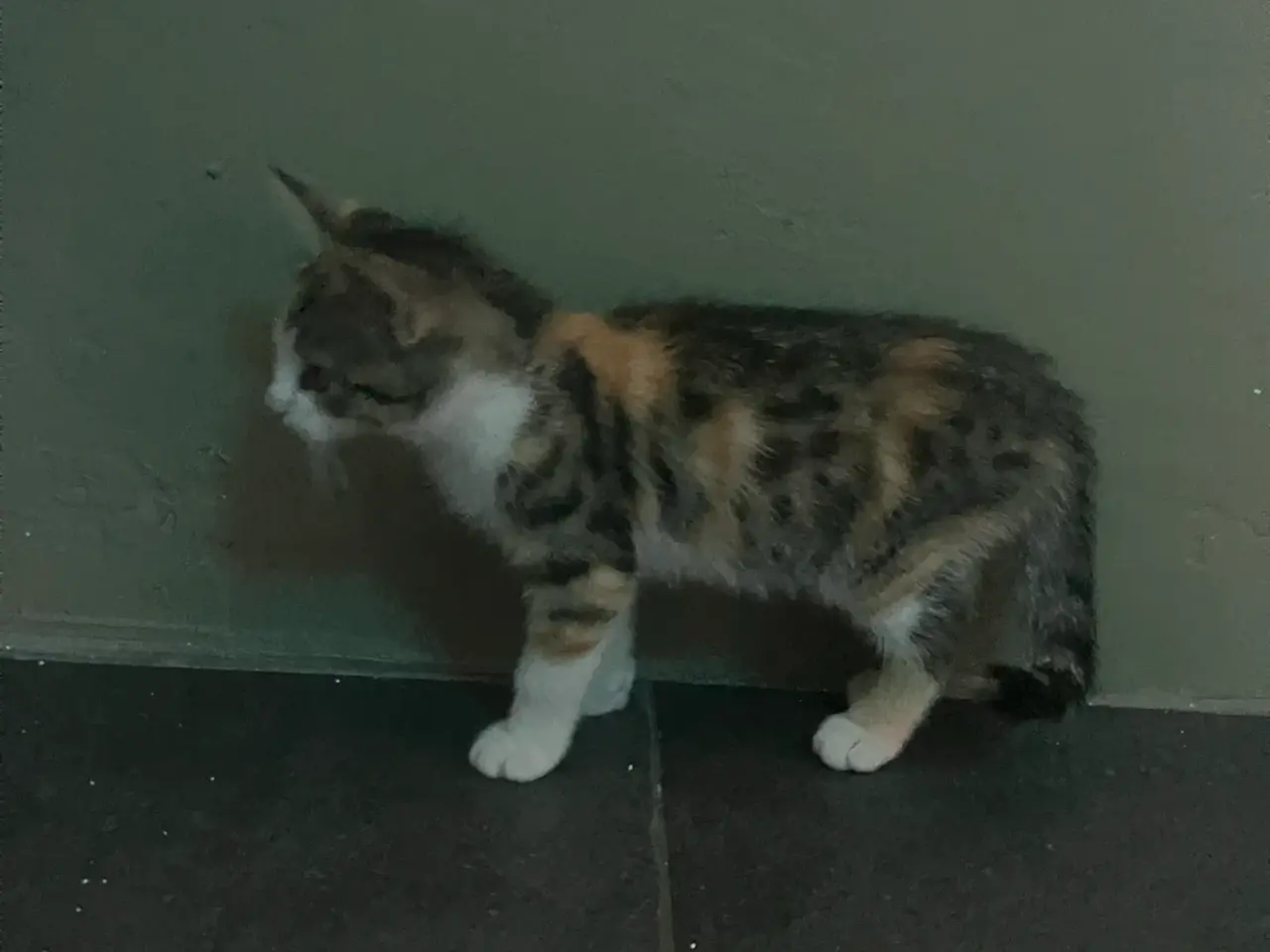 Billede 3 - Hunkat kattekillinger