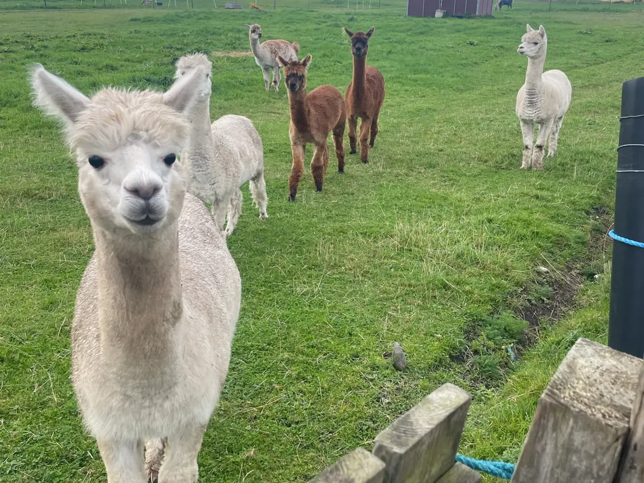 Billede 4 - Alpacaer sælges