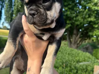 Franske bulldog hvalpe kun 2 tilbage