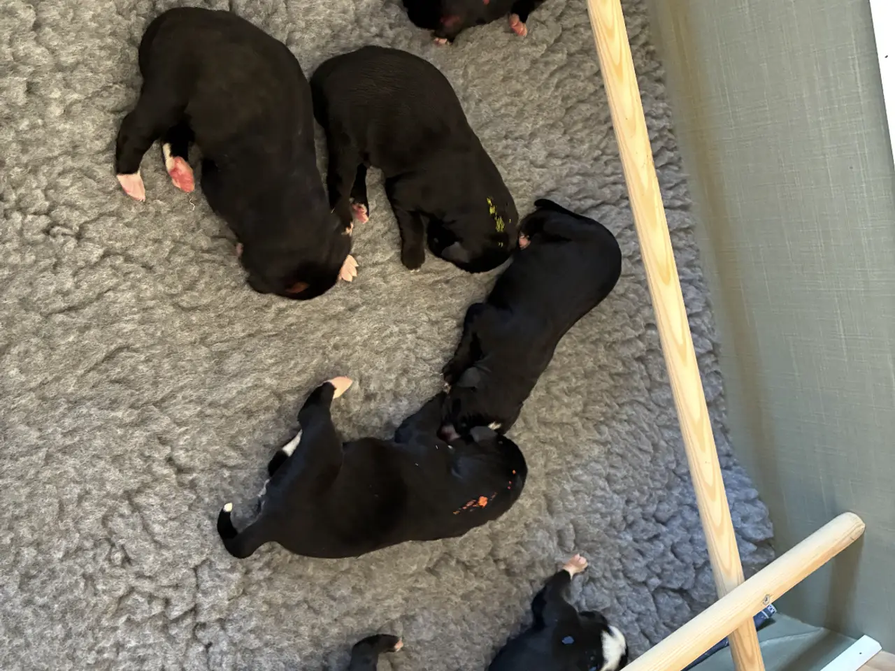 Billede 15 - Labrador/berner sennen blanding