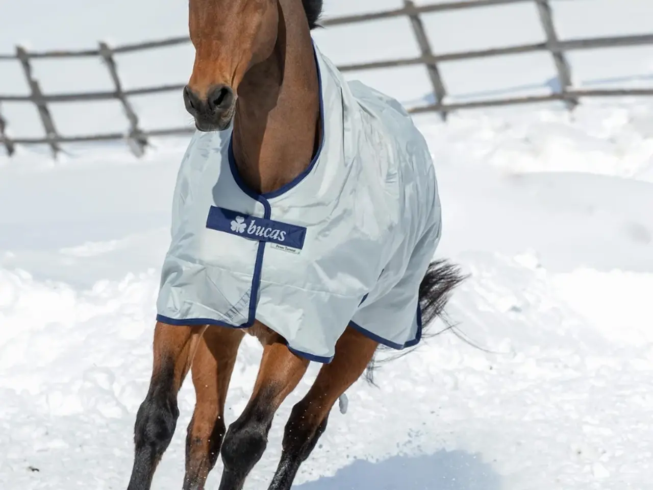 Billede 1 - Bucas luksus vinter 135