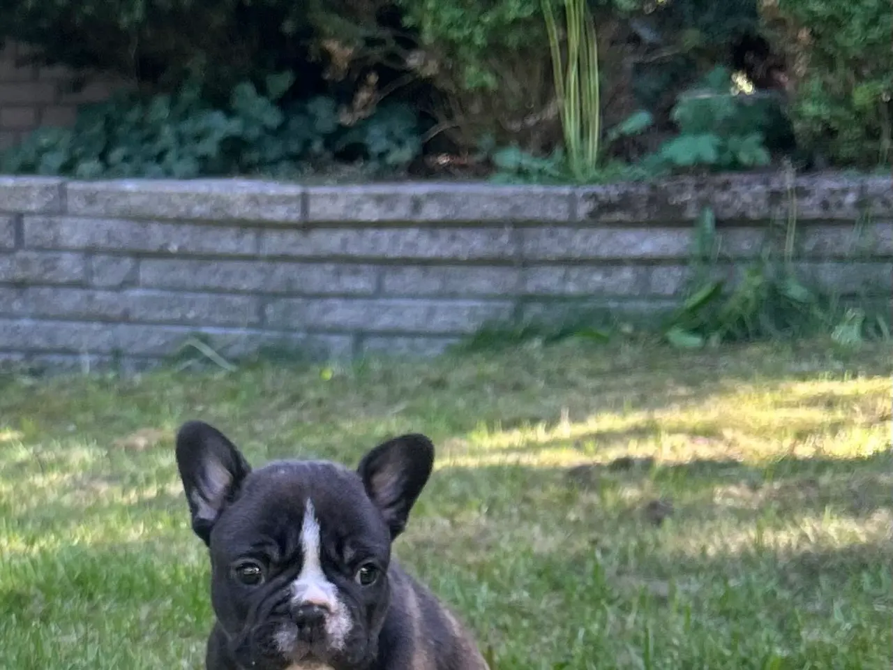 Billede 3 - Fransk bulldog blanding