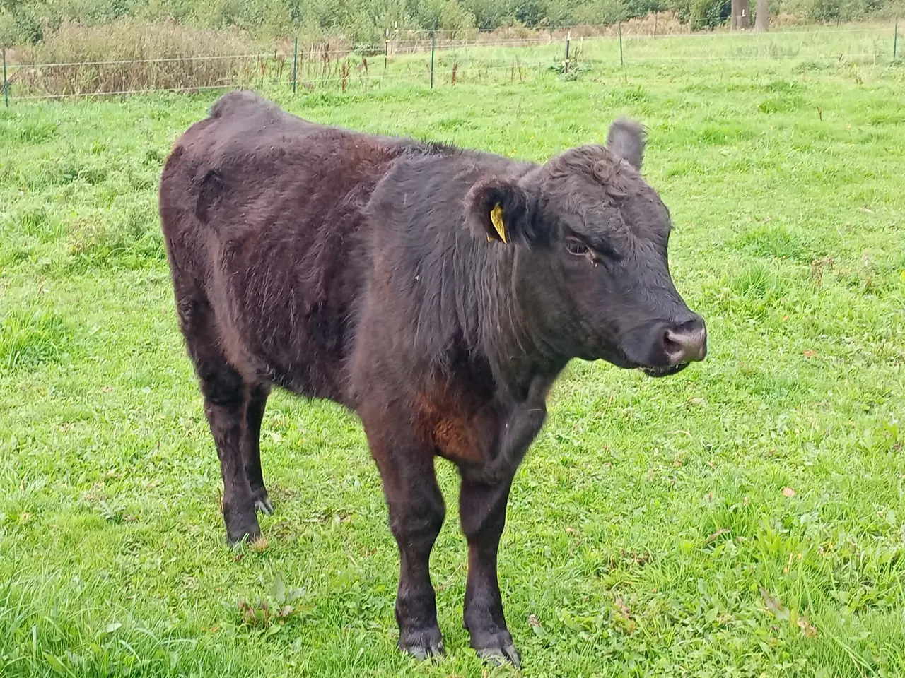 Billede 2 - Angus-Galloway-kvie fra 2025