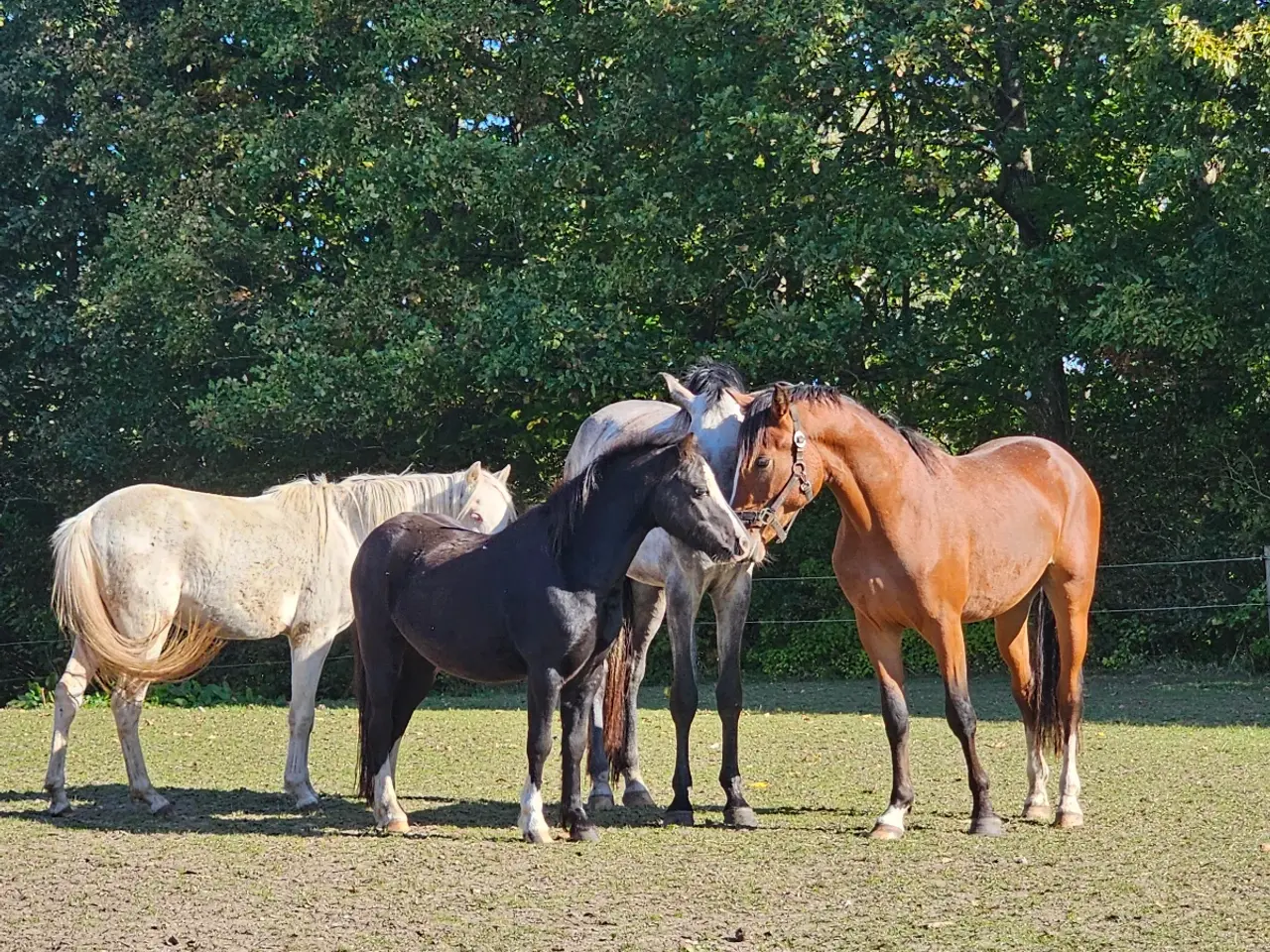 Billede 7 - 3 års welsh hingst