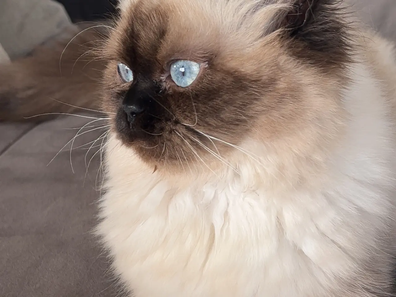 Billede 6 - Ragdoll uden stamtavle - Hunkat