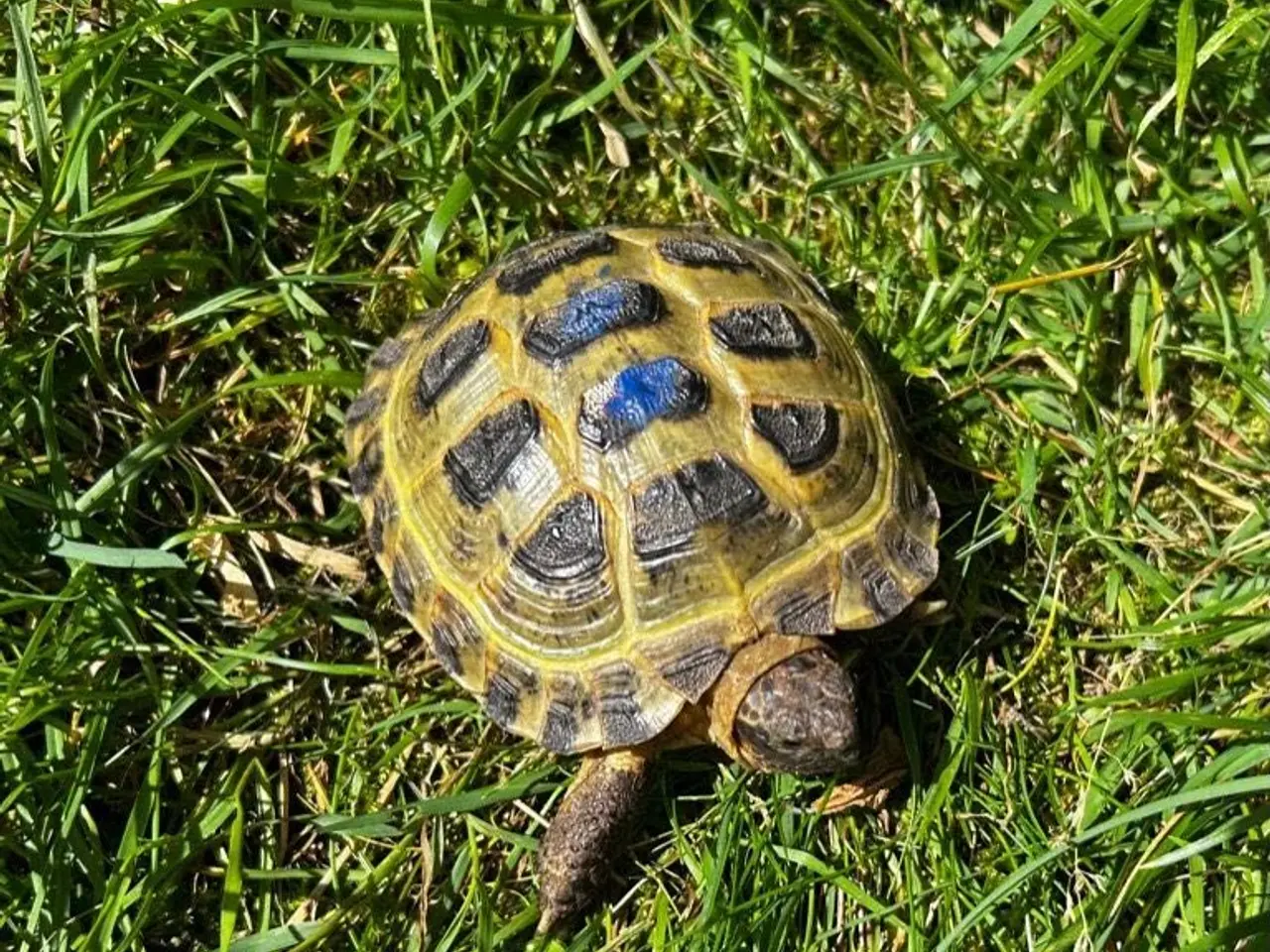 Billede 5 - Russiske landskildpadder der savner nyt godt hjem