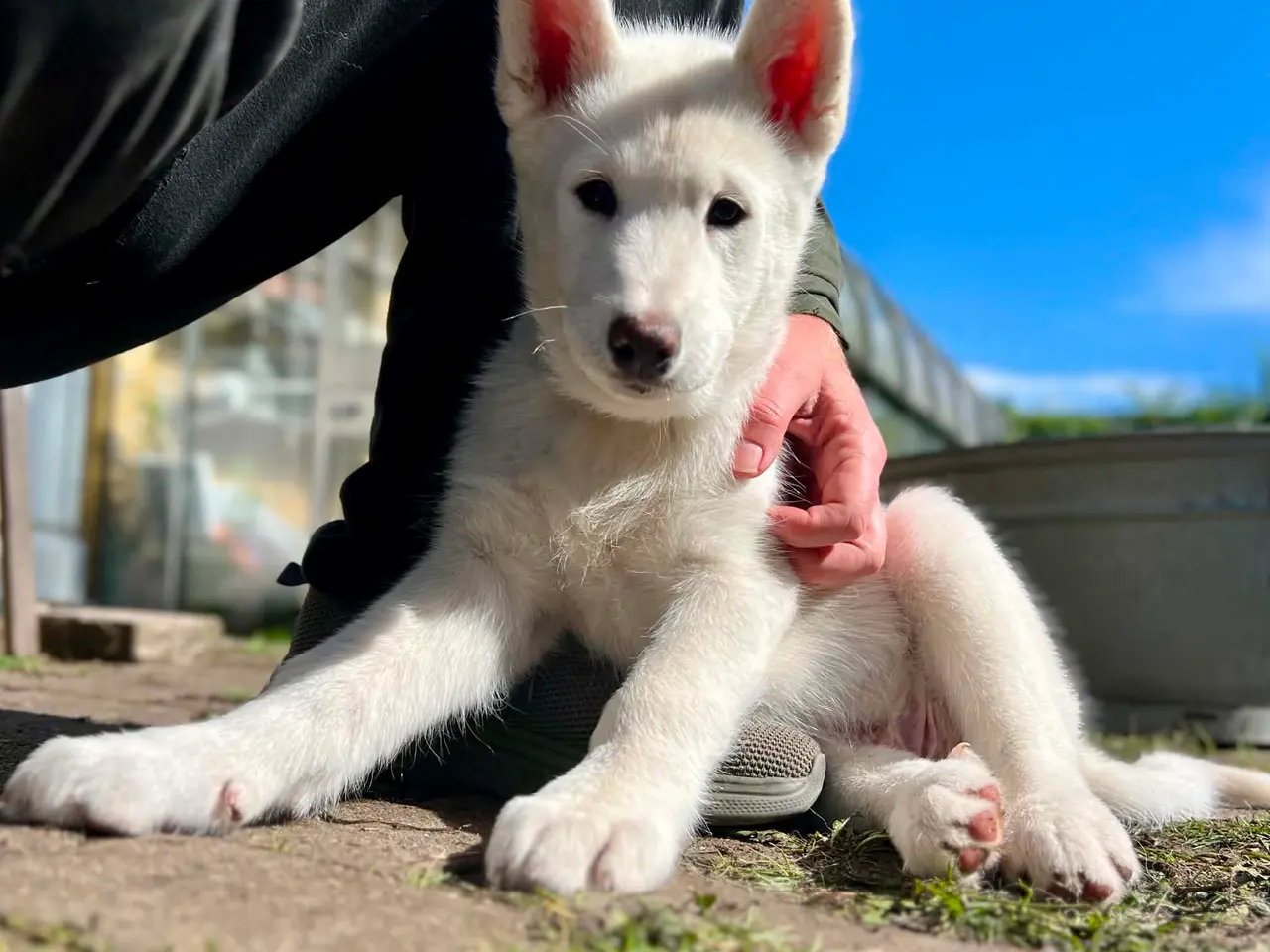 Billede 12 - Siberian husky og samojede hvalpe sælges