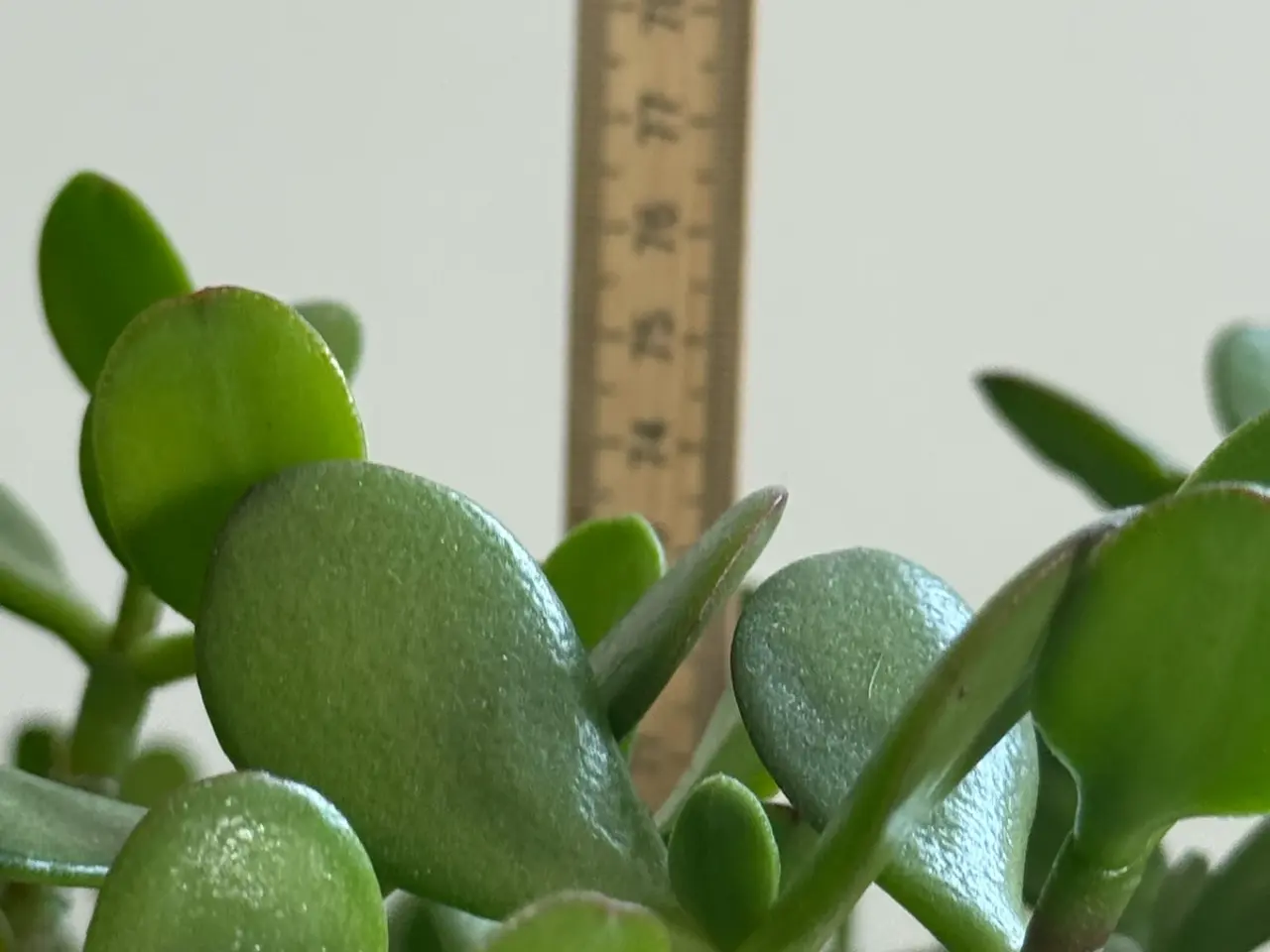 Billede 11 - Store paradis/pengeplanter i hvide krukker.