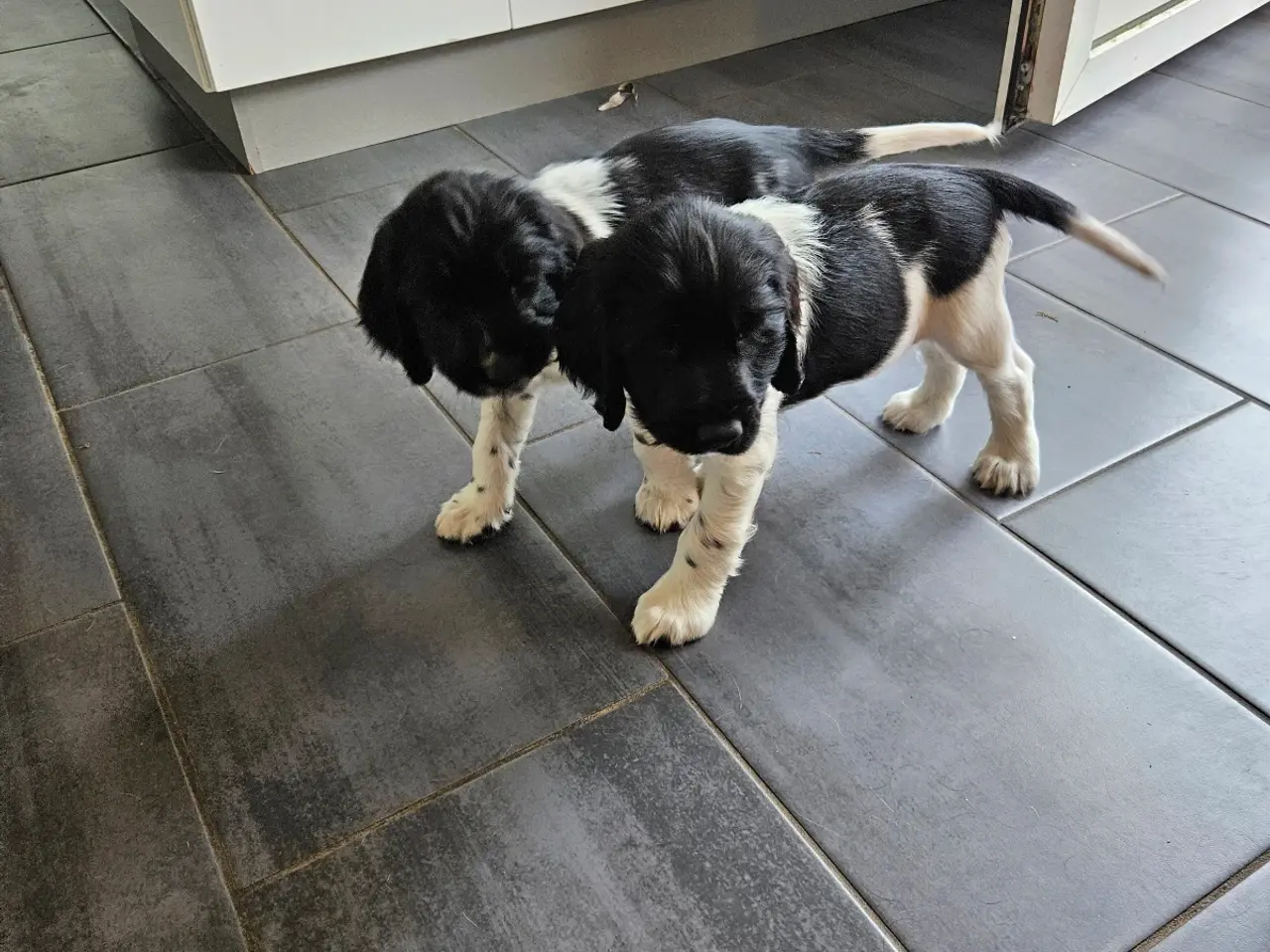 Billede 1 - Engelsk springer spaniel