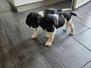 Engelsk springer spaniel 