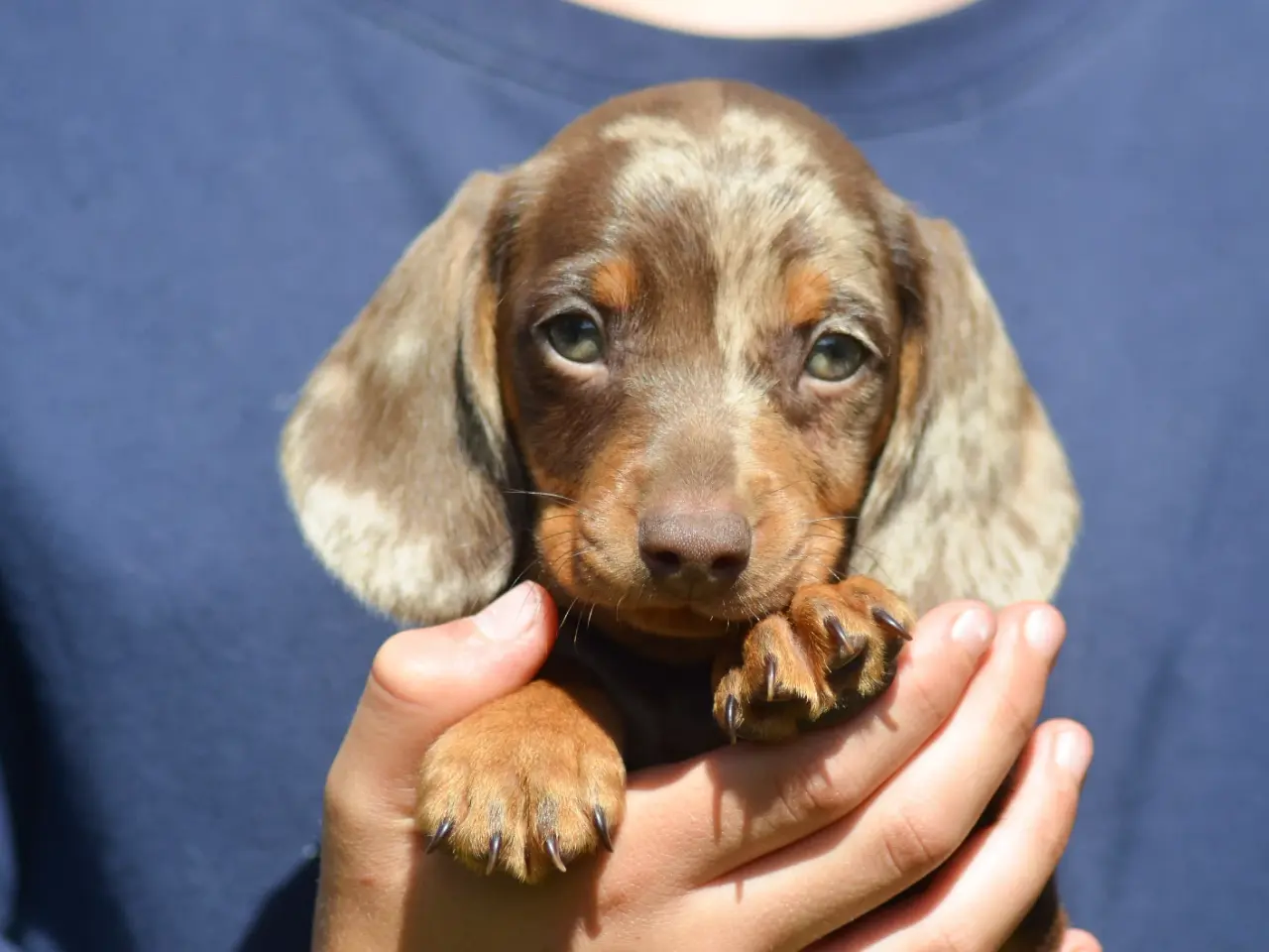 Billede 4 - American Miniature Dachshund-hvalpe 10 uger