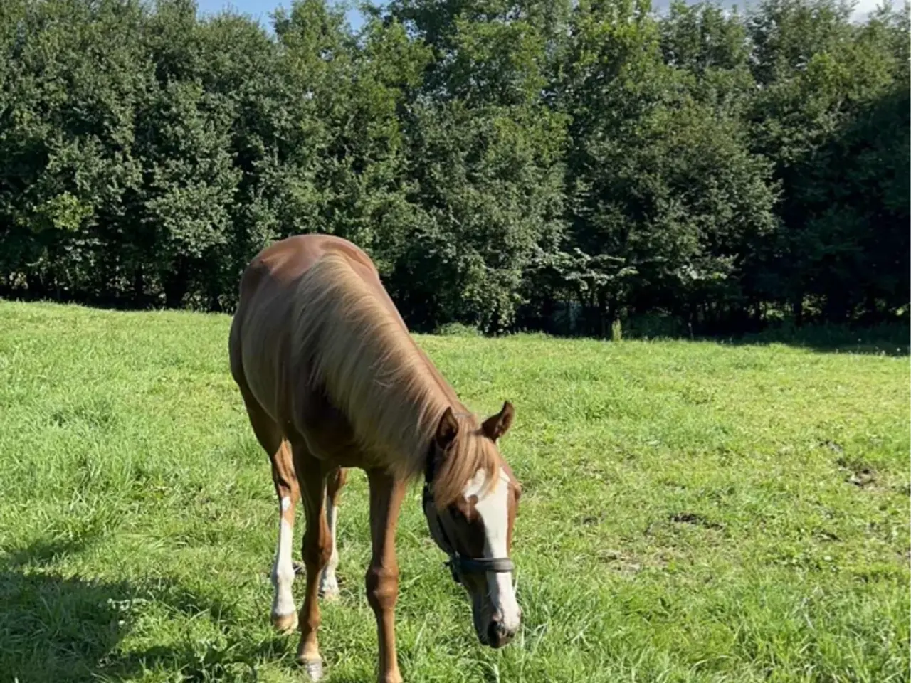 Billede 3 - —haster— hoppe og vallak søger nyt hjem