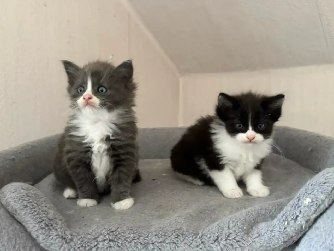 Billede 2 - 💙🖤Maine Coon/Ragdoll hankillinger 🖤💙