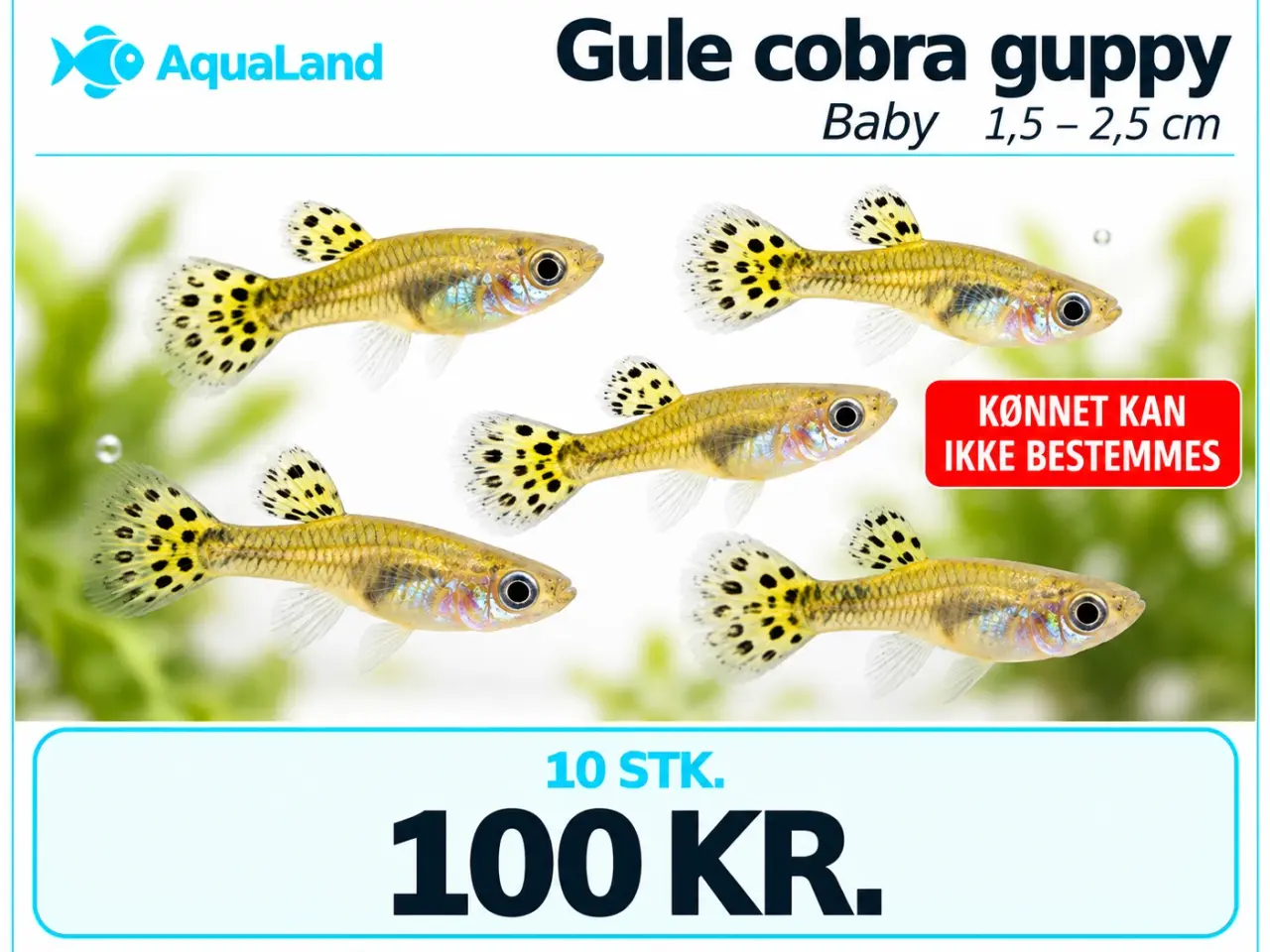 Billede 6 - Gule cobra guppy fisk
