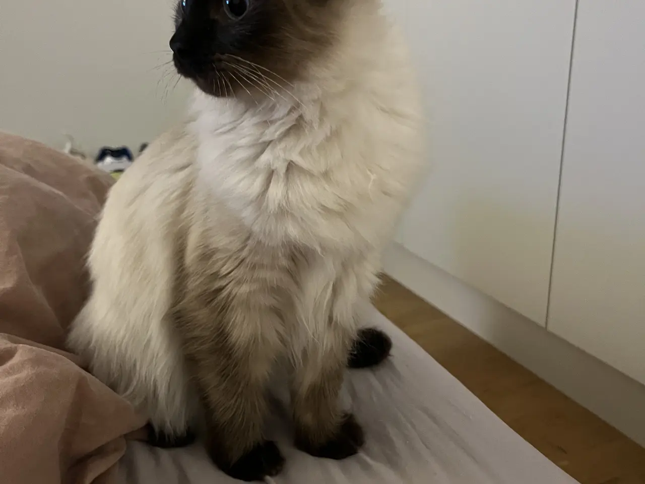 Billede 5 - Social Ragdoll, med azurblå øjne, søger nyt hjem.