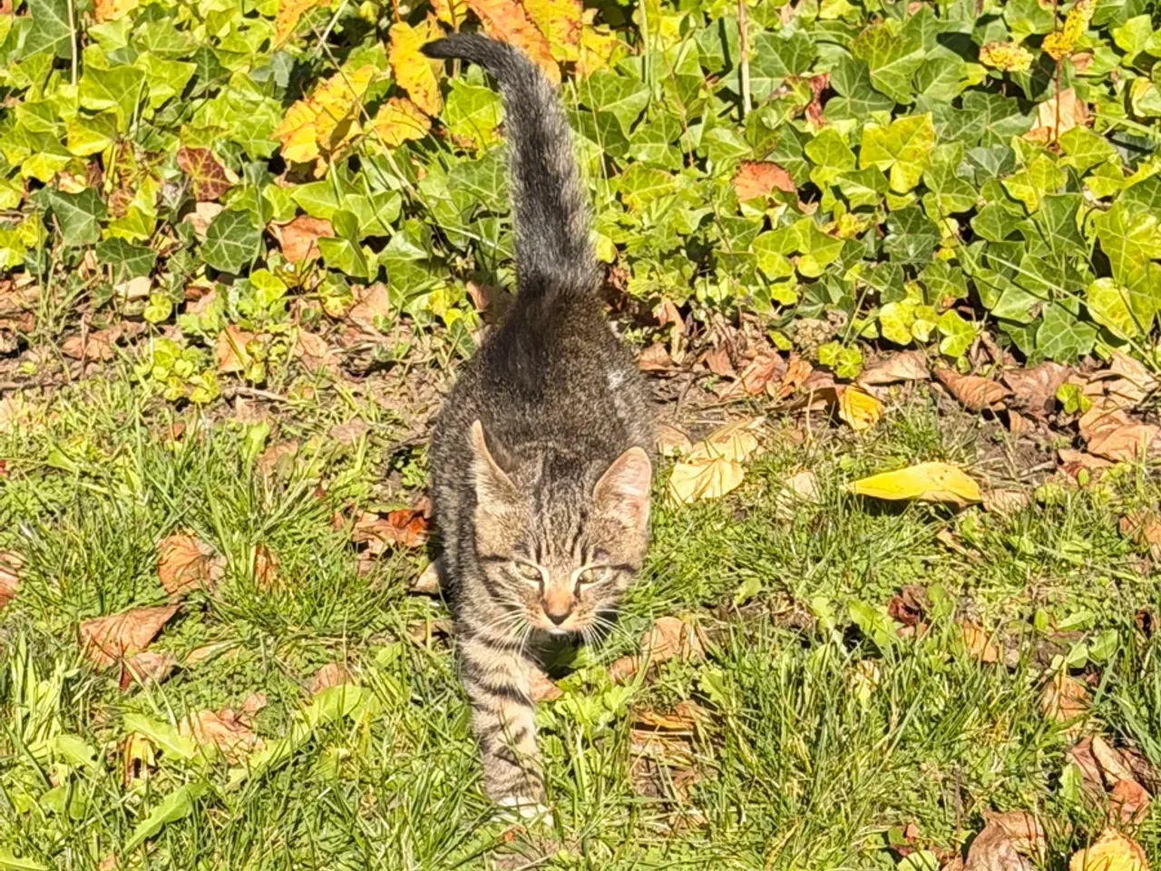 Billede 5 - Gårdkat