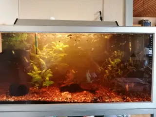 Guppy 20 stk.