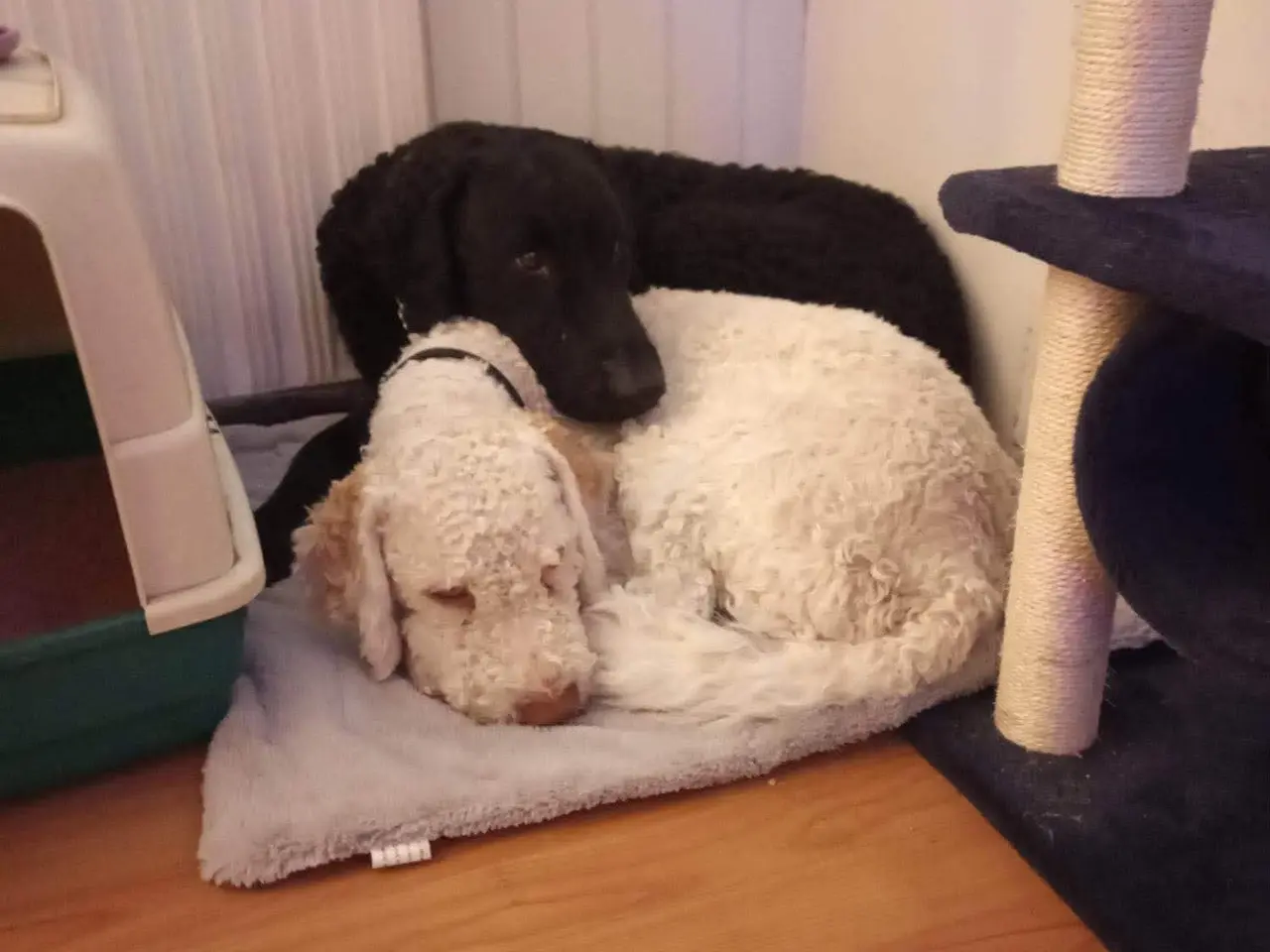 Billede 1 - Lagotto Romaonolo