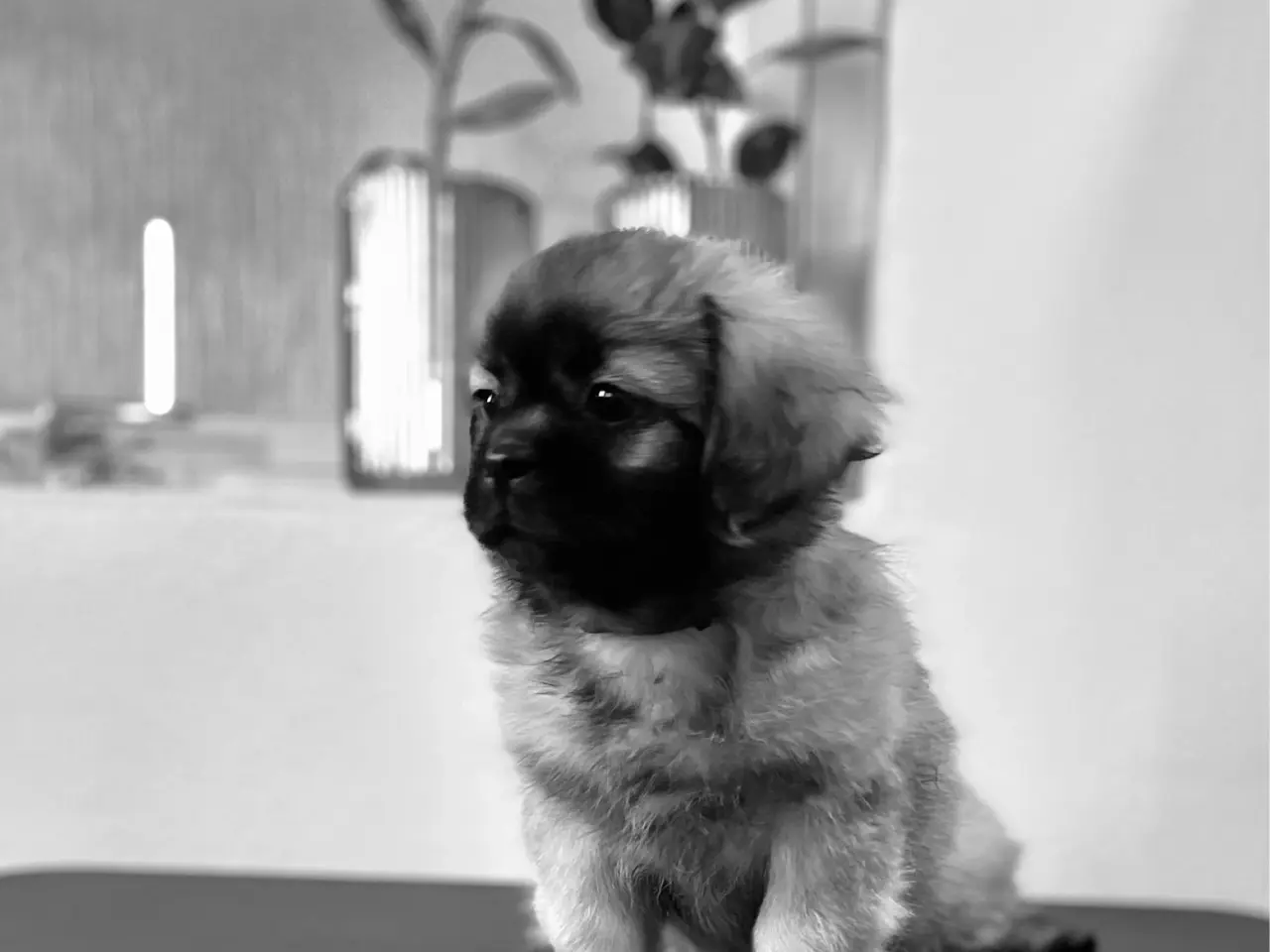 Billede 4 - Amber: Tibetansk spaniel tæve 