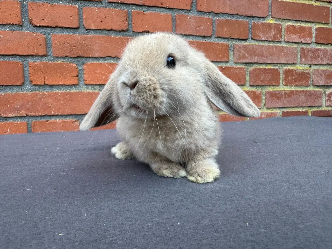 Billede 6 - Mini lop hankanin