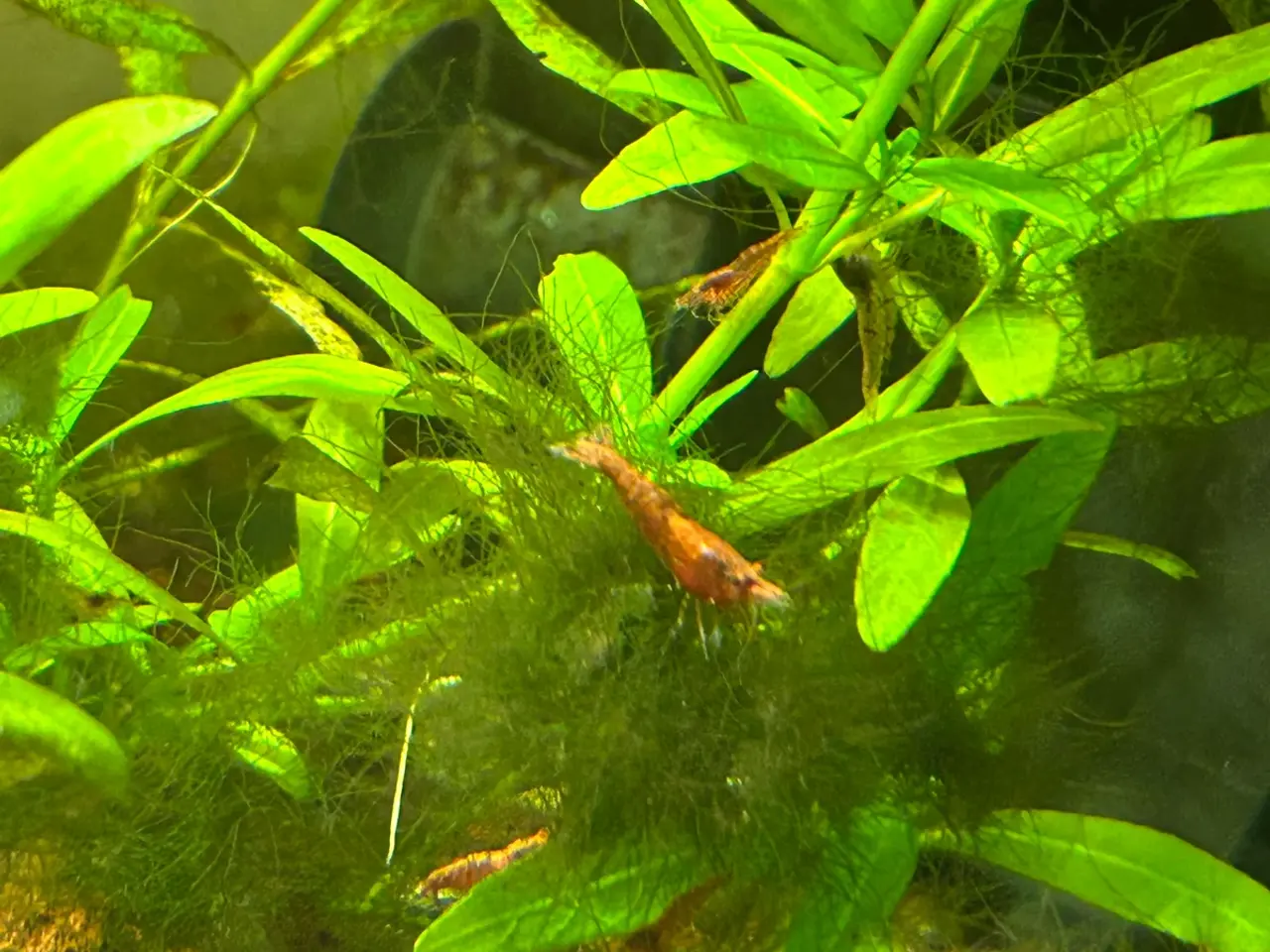 Billede 3 - 🦐🍒 Flotte Røde kirsebærrejer – Viby J