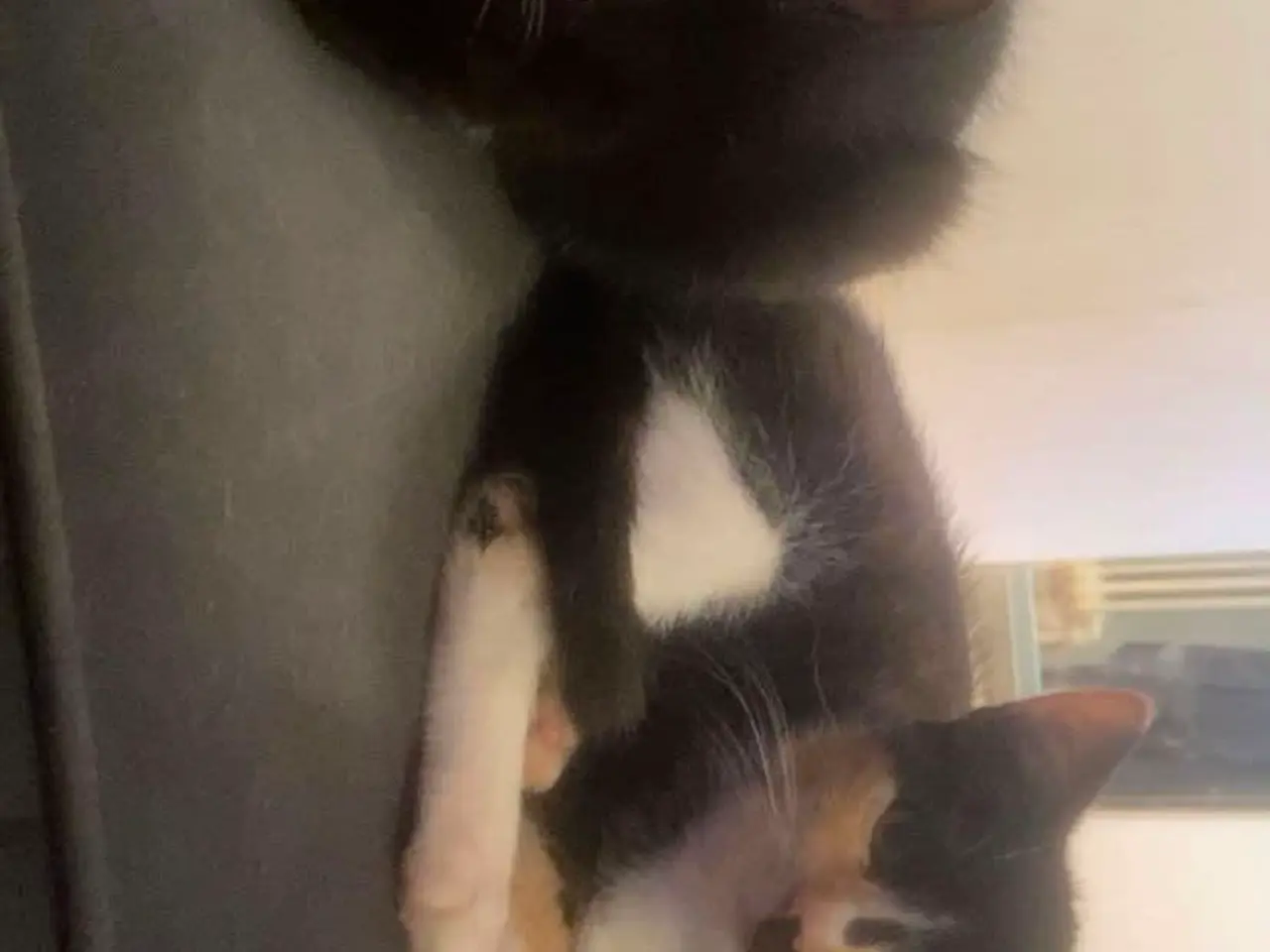 Billede 1 - 🐾 Søger kærlige hjem til to små hunkillinger 🐾
