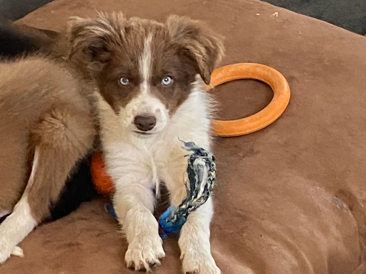 Billede 3 - Border Collie