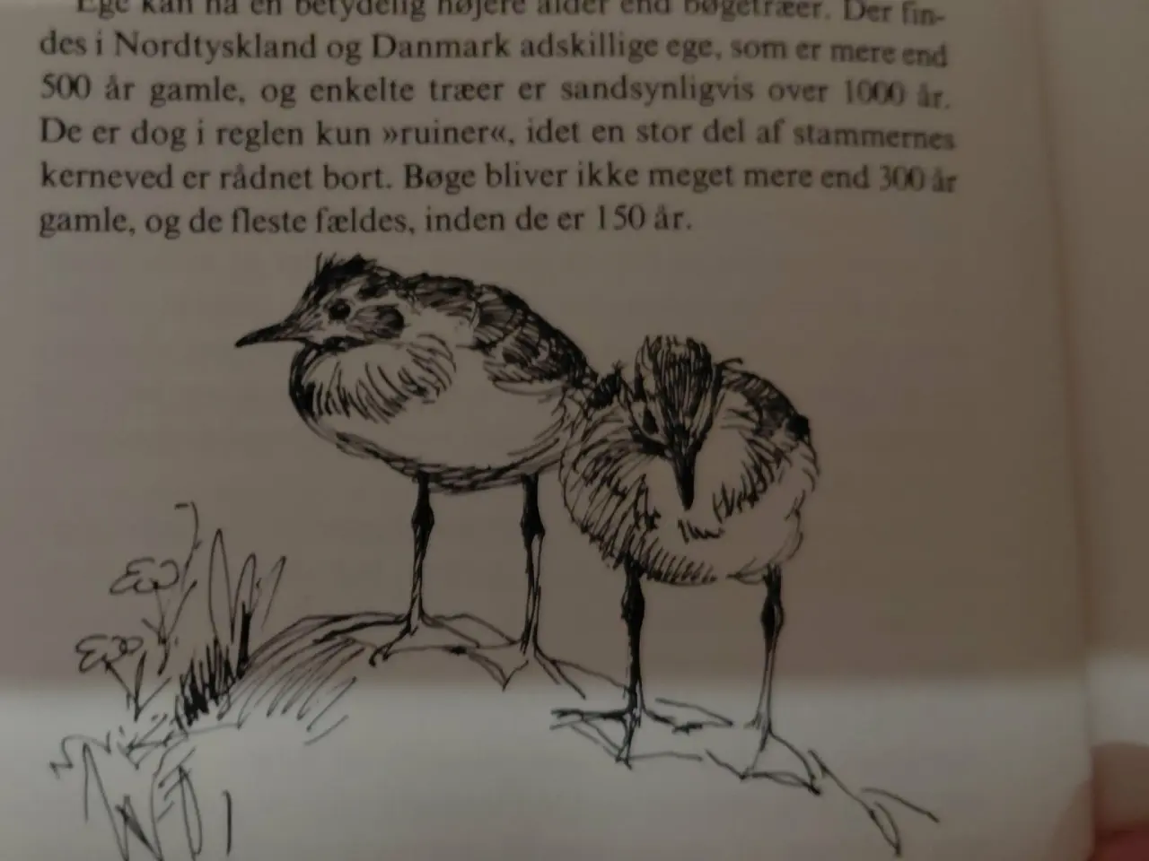 Billede 3 - Antik - Årstiderne 1 - 4