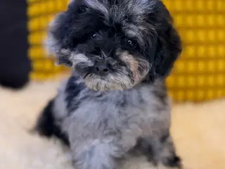 Cockapoo F1B