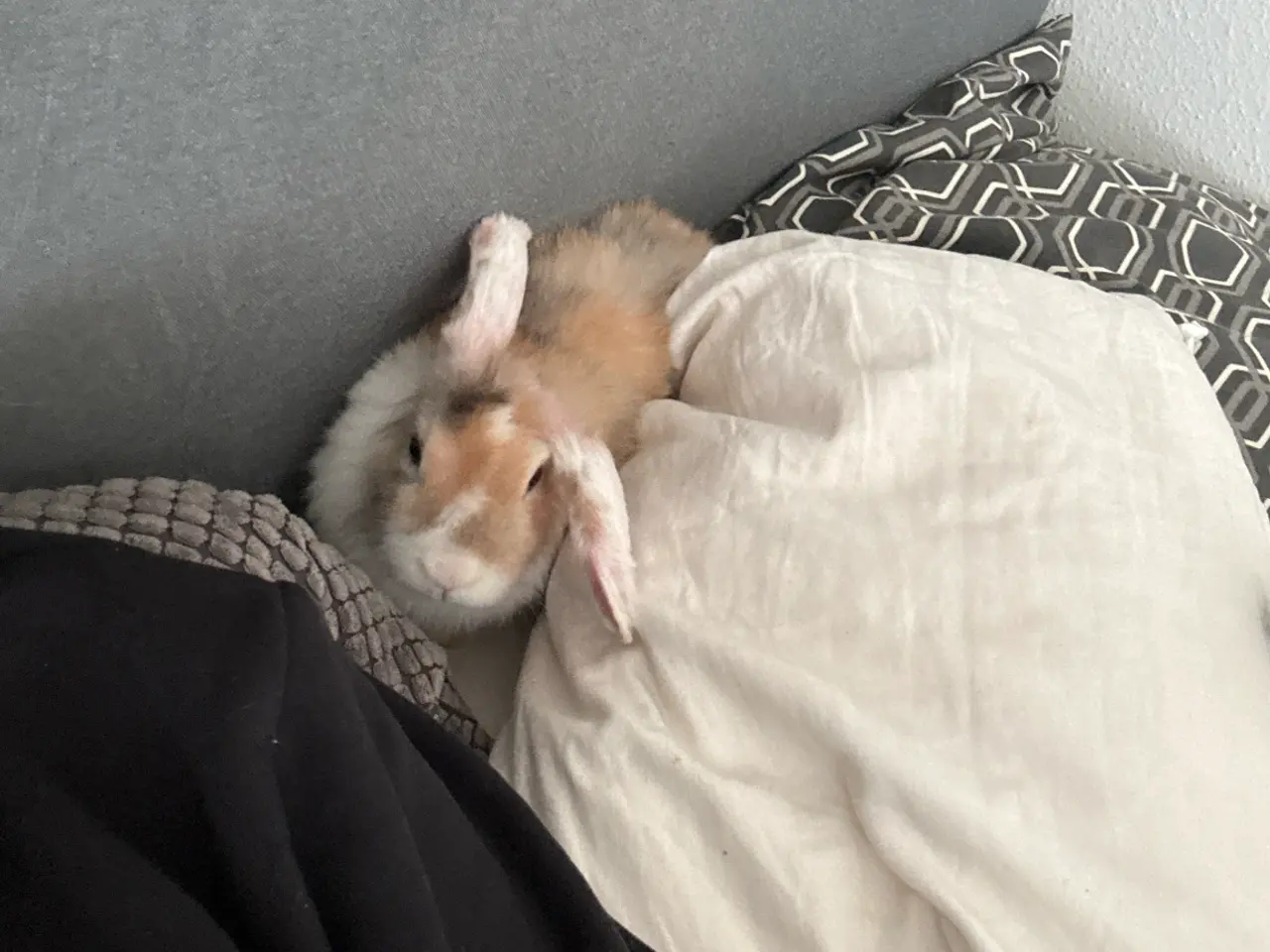 Billede 2 - Sød 1-årig han-kanin søger nyt hjem 🐰