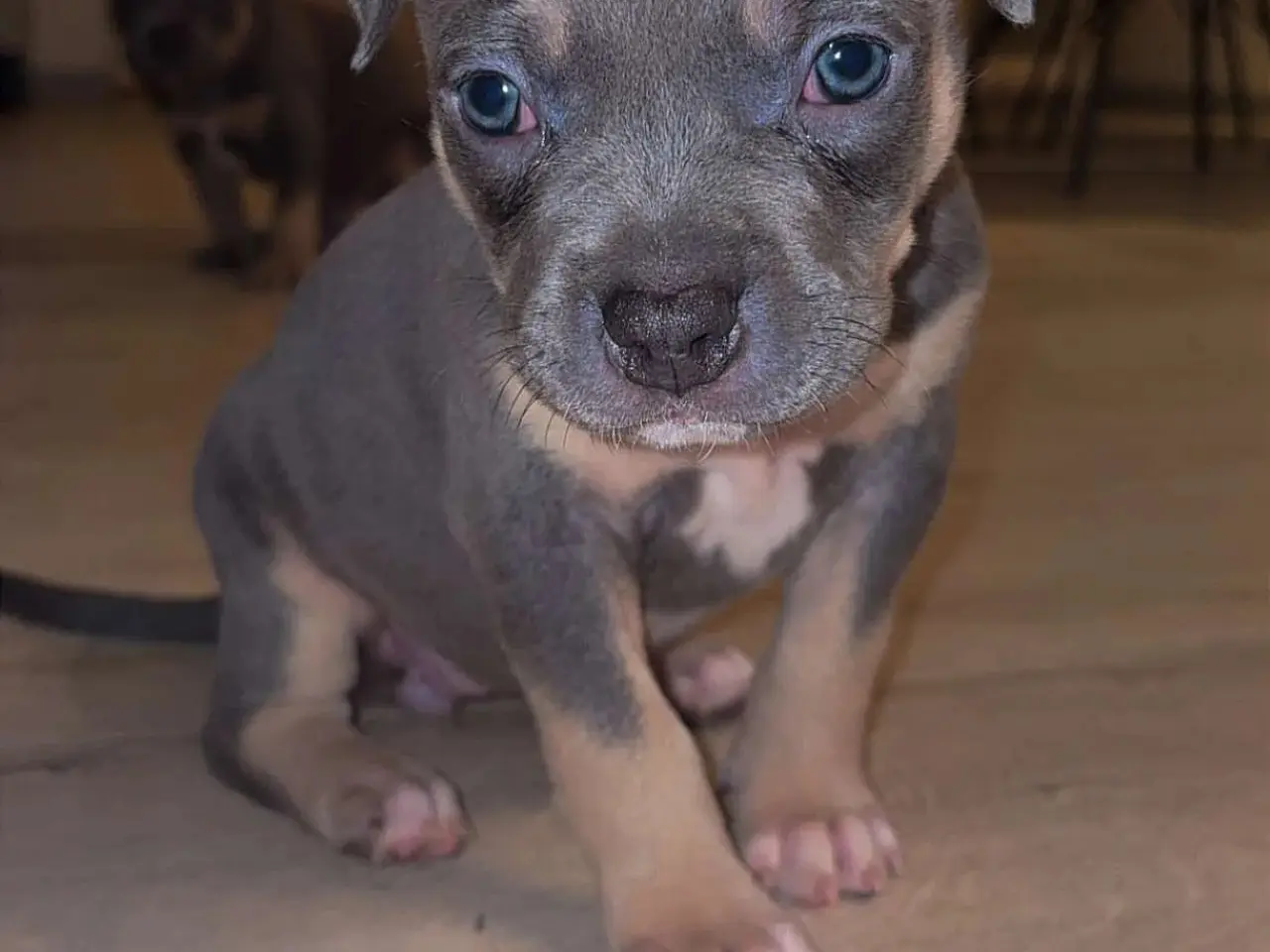 Billede 3 - American bully hvalpe🩵🩷