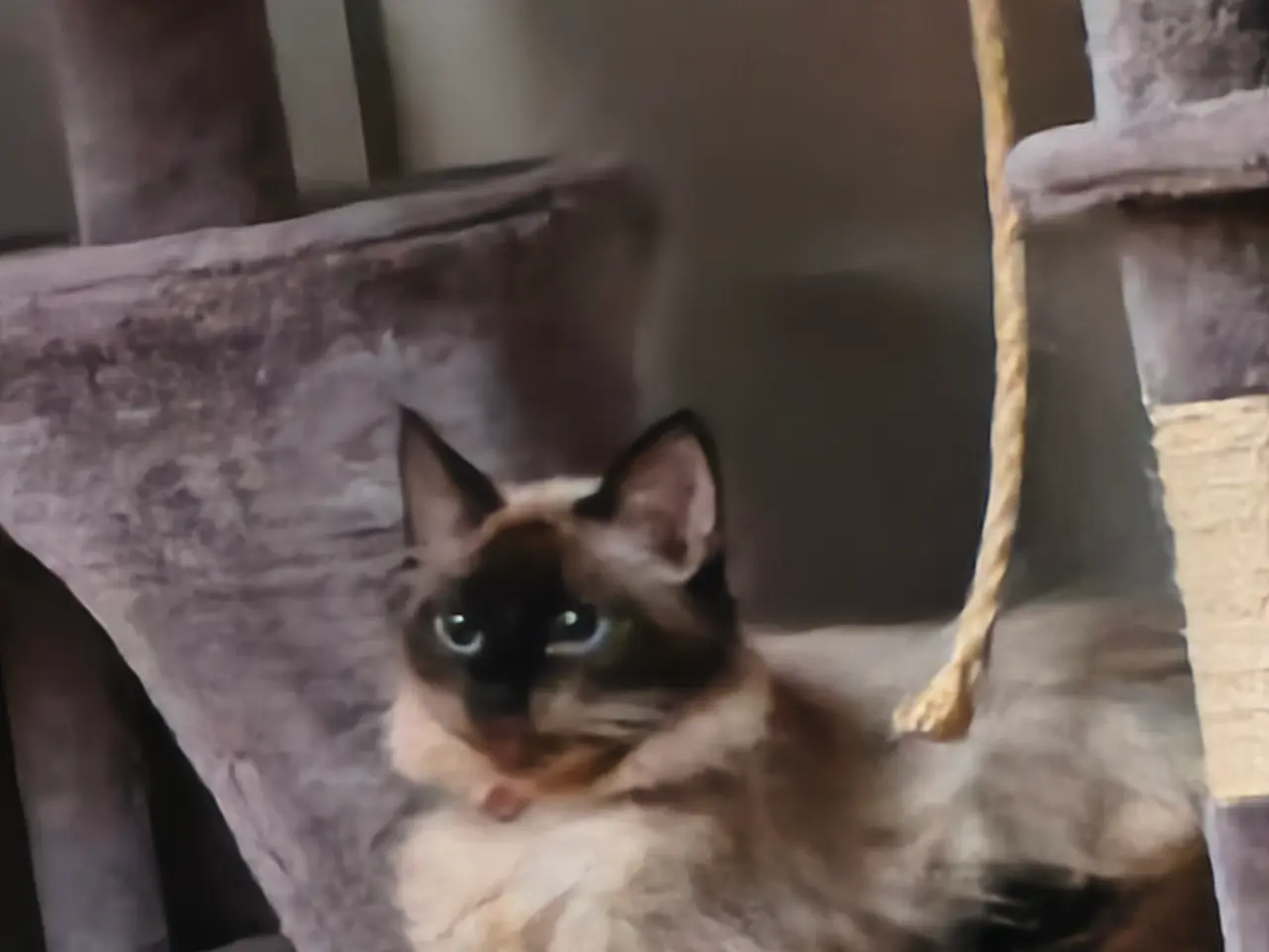 Billede 1 - Ragdoll pige til salg