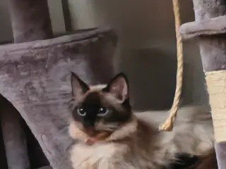 Ragdoll pige til salg
