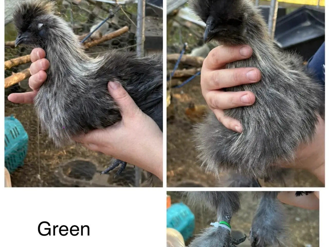 Billede 6 - Silkiehaner GRATIS / Silkie roosters FREE