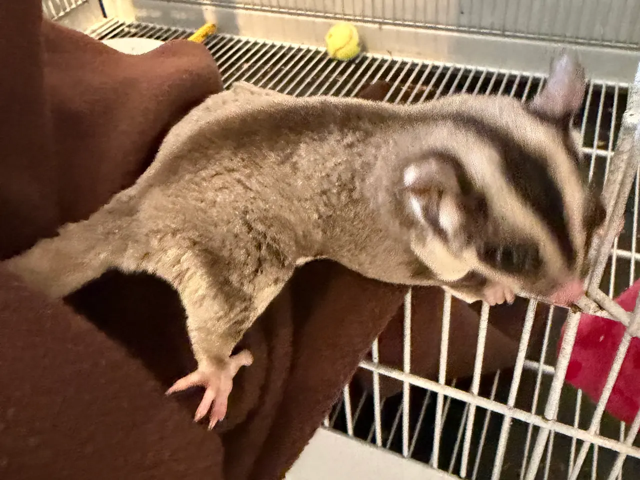 Billede 5 - Sugar Gliders med alt tilbehør