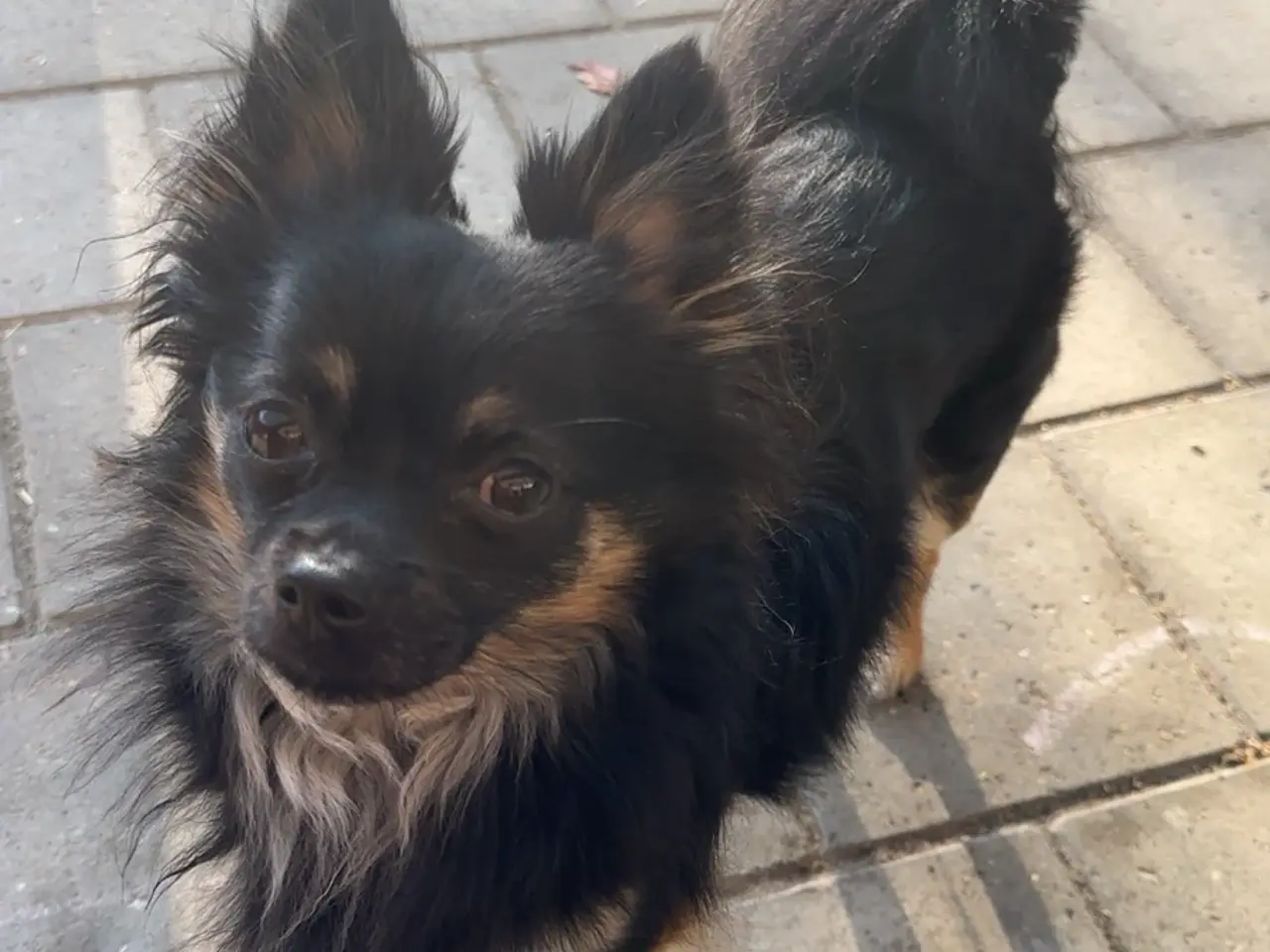 Billede 6 - Chihuahua/pomeranian han hvalp