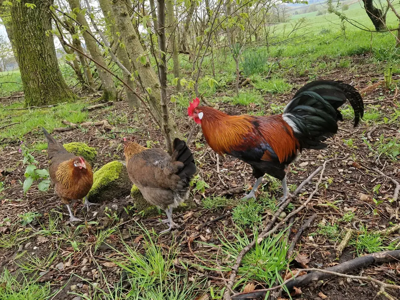 Billede 1 - Rugæg, Dansk Landrace