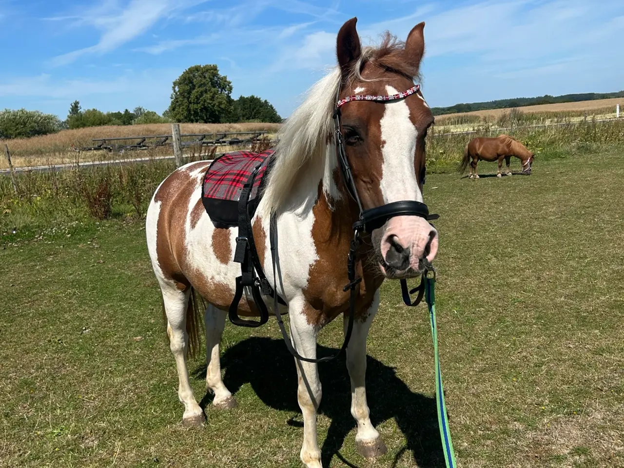 Billede 16 - Smuk prinsesse pony sælges