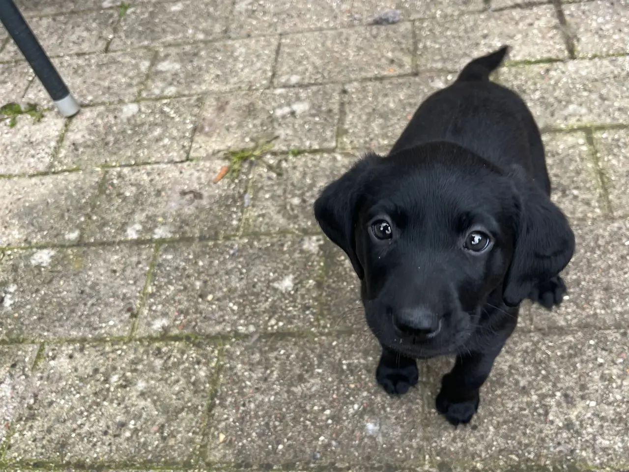 Billede 15 - Formel 1 Labrador hvalpe søger familier i uge 42