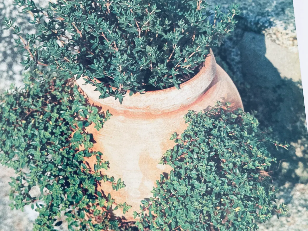Billede 2 - Alt om stueplanter 6