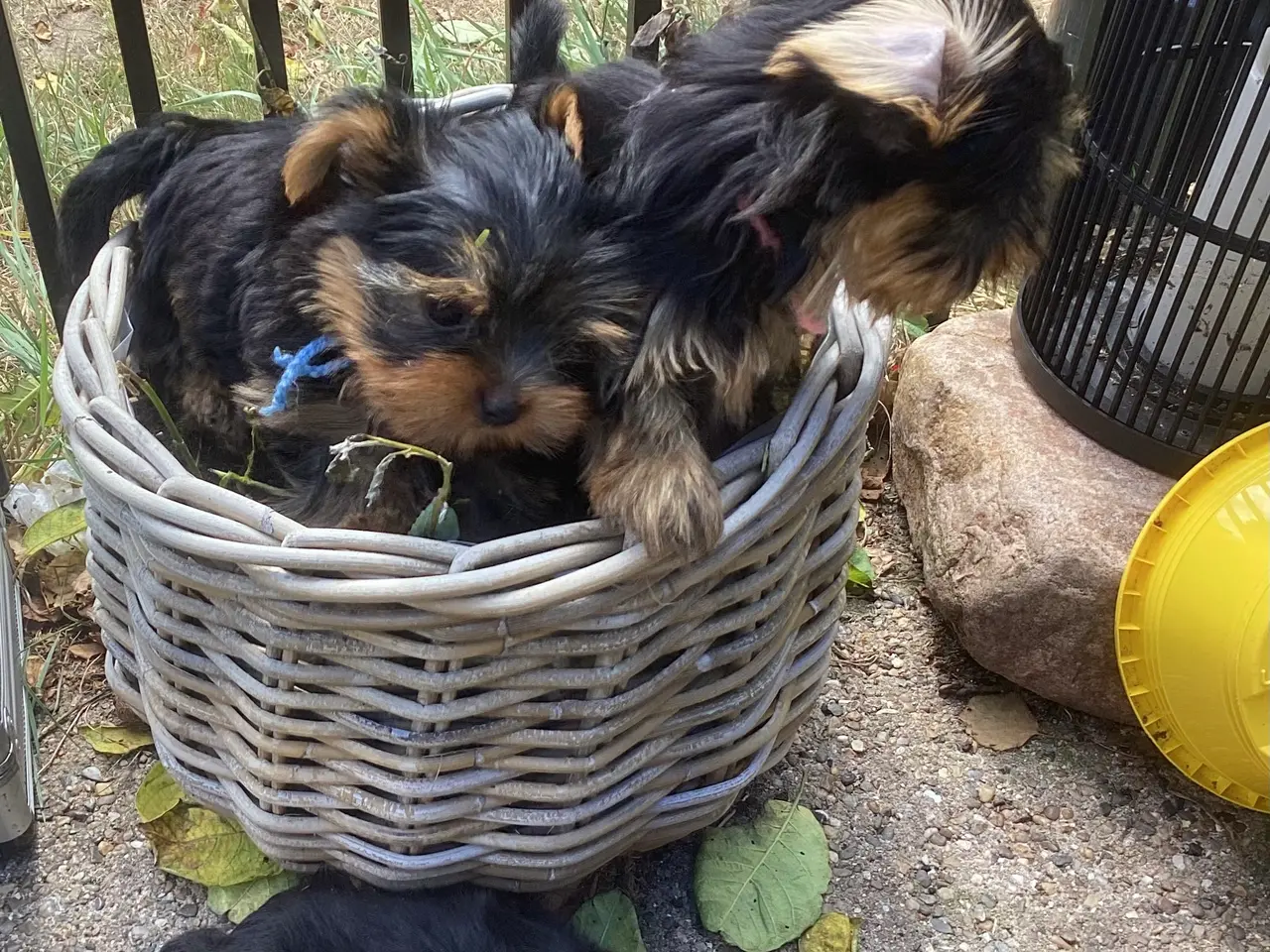 Billede 2 - Yorkshire terrier hvalpe