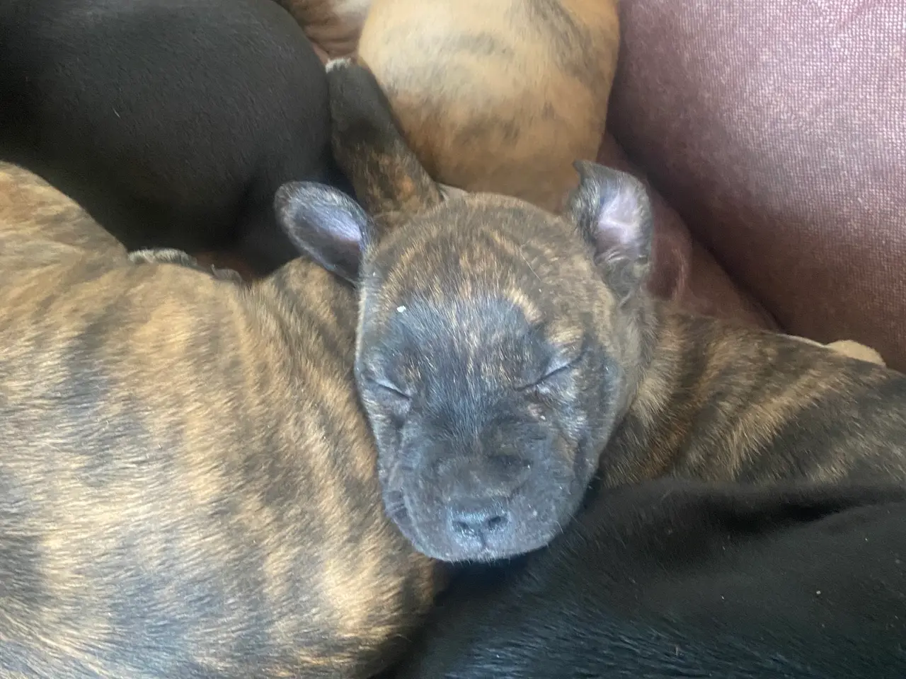 Billede 3 - Presa canario bl. Stor familiehund
