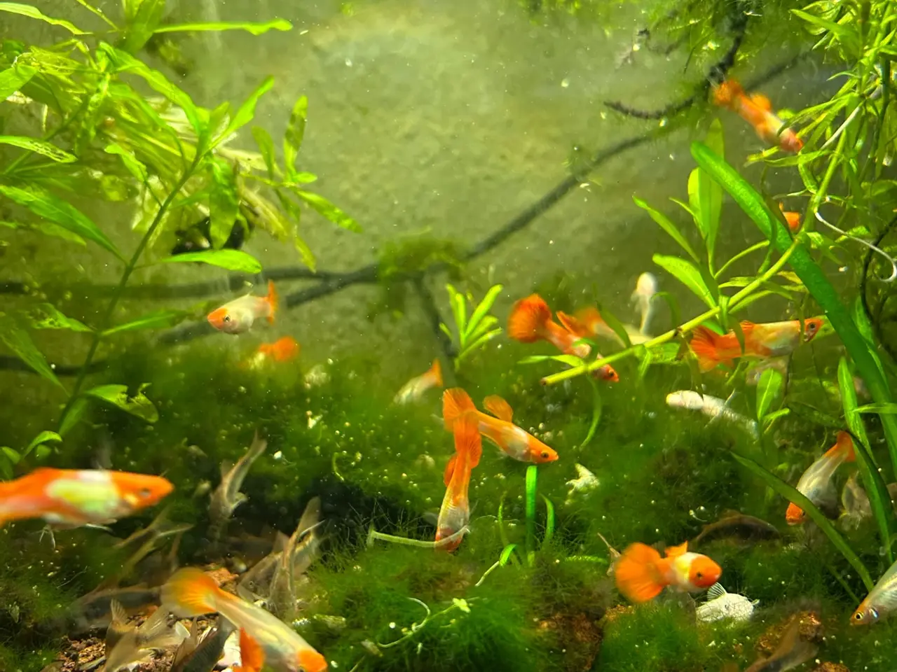 Billede 18 - 🐠❤️ Rednose Koi Guppy Par | Hvid Krop & Rød Hale