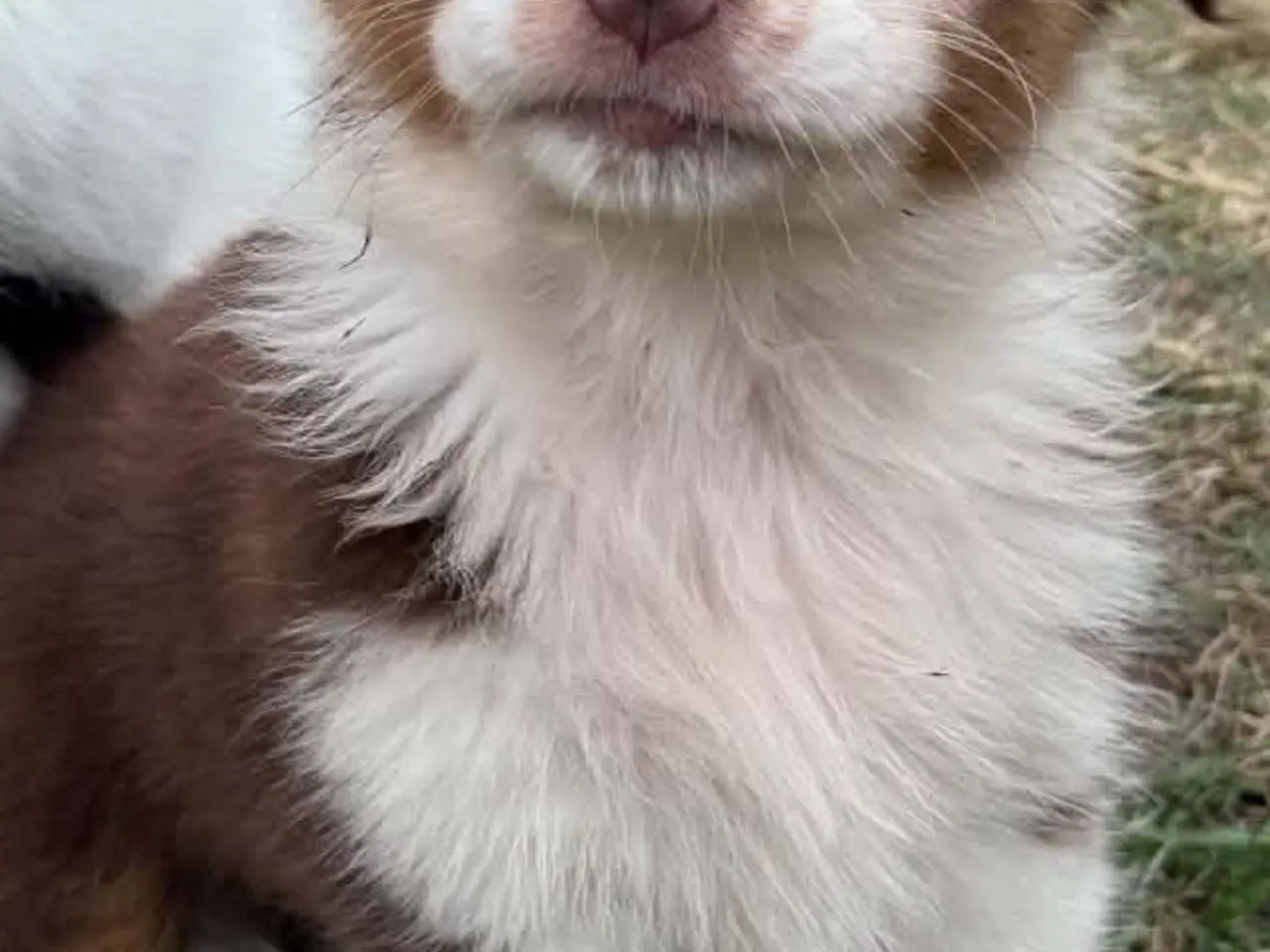 Billede 1 - Ægte Australian Shepherd hvalp 