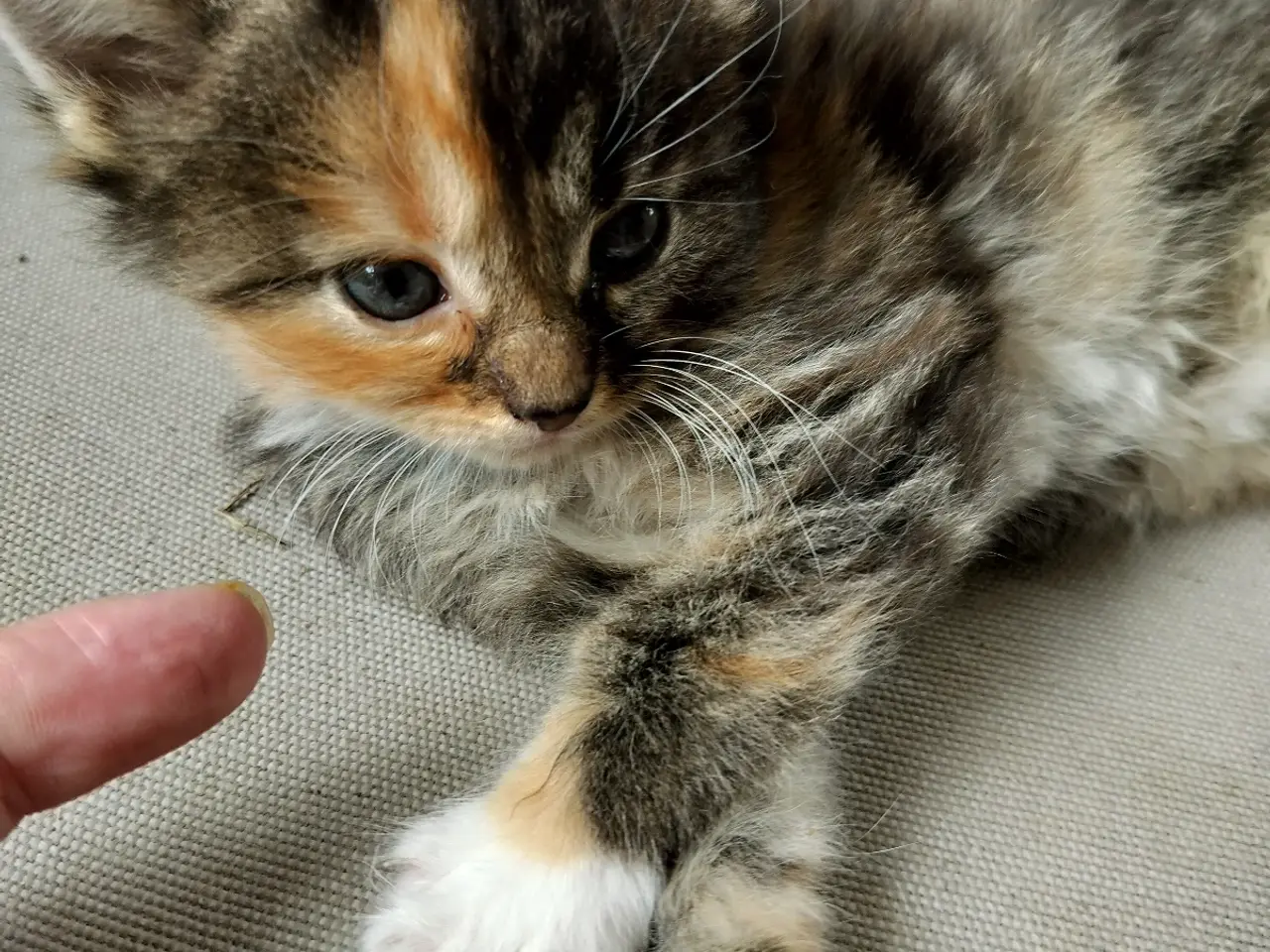 Billede 1 - Main Coon Killing