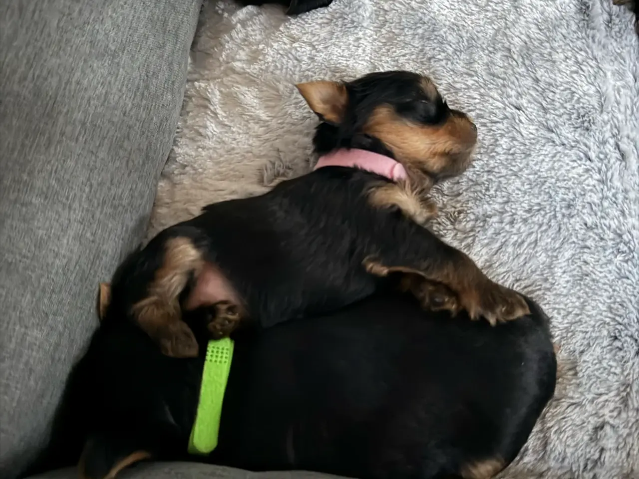 Billede 4 - De sødeste Yorkie hvalpe