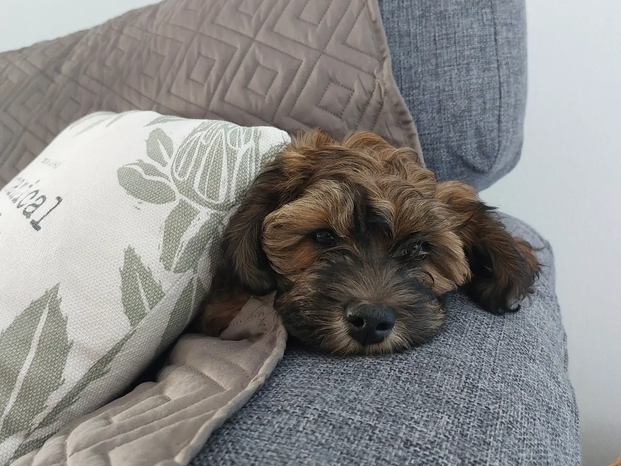 Billede 3 - Bichon Havanese